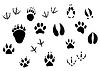 Vektor Cliparts: Tierspuren und Tracks
