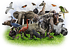 ID 3684413 | Tiere Collage | Foto mit hoher Auflösung ID 3684413 | Tiere Collage | Foto mit hoher Auflösung | CLIPARTO