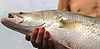 ID 3402454 | Große Fische gefangen! | Foto mit hoher Auflösung ID 3402454 | Große Fische gefangen! | Foto mit hoher Auflösung | CLIPARTO