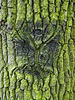 Textur des Holzes | Stock Foto