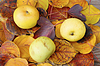 Autumn genähert hat | Stock Foto