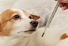 Dog with thermometer | Stock Foto