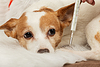 Dog and thermometer | Stock Foto