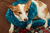 New year dog | Stock Foto