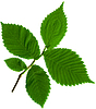 Photo 300 DPI: green leaves