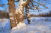 Old oak lit bright sun | Stock Foto