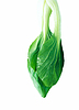 Chinakohl | Stock Foto