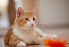 Portrait of red striped cat with toy | Stock Foto
