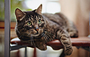 Beautiful striped cat lies on chair | Stock Foto
