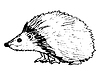 Vector clipart: hedgehog