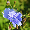 Achicoria y abeja | Foto de stock