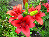 Beautiful redheaded lilies | Stock Foto
