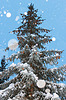 Photo 300 DPI: Harmonous fur-tree with snowflakes