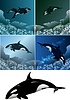 Vector clipart: killer whale set