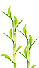 Bambú verde | Foto de stock
