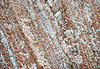 Marble | Stock Foto