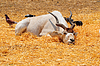 Addax | Foto de stock
