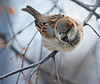 Sparrow on branch | Stock Foto