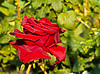 Beautiful red rose | Stock Foto