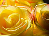 Bright yellow roses | Stock Foto