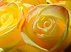 Bright yellow roses | Stock Foto