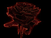 Glowing rose | Stock Foto