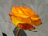 Orange roses | Stock Foto