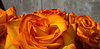 Orange roses | Stock Foto