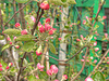 Pink Apple Blossom | Stock Foto