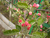 Pink Apple Blossom | Stock Foto