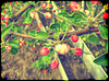 Pink Apple Blossom | Stock Foto