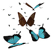 3d blue butterflies | Stock Illustration