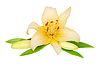 Schöne Lilienblume | Stock Foto