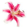 Rosa mit gefleckter Lilienblume | Stock Foto