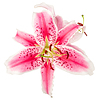 Schönes Rosa mit beschmutzter Lilienblume | Stock Foto