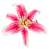Schönes Rot mit beschmutzter Lilienblume | Stock Foto