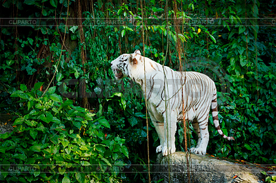 Tigre blanco | Foto de alta resolución |ID 4698021