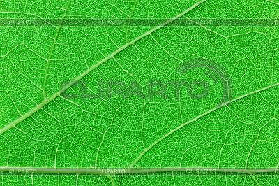 Green leaf texture Makro-Ansicht Hintergrund | Foto mit hoher Auflösung |ID 3481037