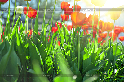 Tulipanes | Foto de alta resolución |ID 4997578