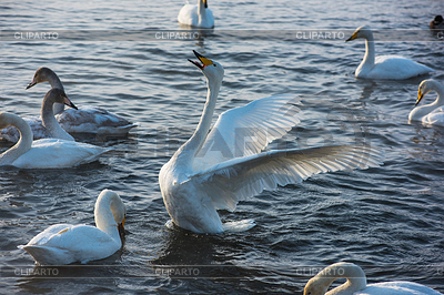 Fighting white whooping swans | High resolution stock photo |ID 6755985