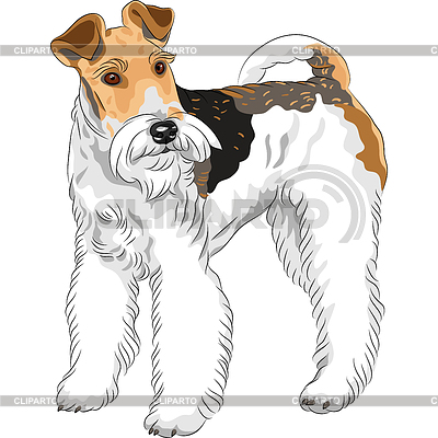 Skizze dog Wire Fox Terrier Rasse stehen | Stock Vektorgrafik |ID 3525429