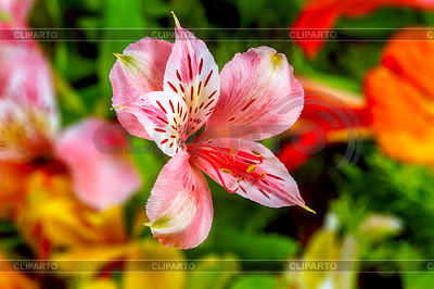 Садовые цветы на зеленом фоне Alstroemeria | Фото большого размера |ID 5857049