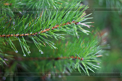 Pine tree branch and drops in autumn day | High resolution stock photo |ID 3427612
