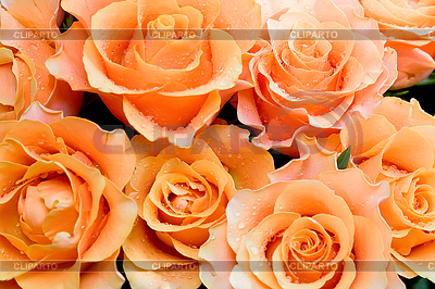 Ramo de Rosas | Foto de alta resolución |ID 3446918
