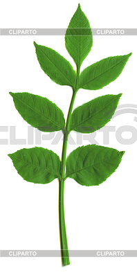 Green leaves | High resolution stock photo |ID 3465649