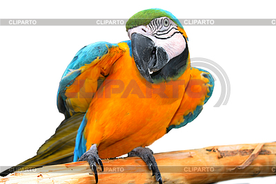 Parrot | High resolution stock photo |ID 3466478
