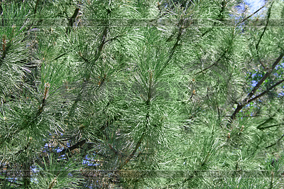 Pelz-Baum | Foto mit hoher Auflösung |ID 3474948