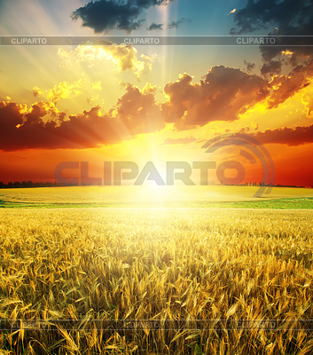 Good red sunset over golden field | High resolution stock photo |ID 3485689