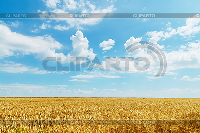 Field of wheat under cloudy sky | High resolution stock photo |ID 3485712