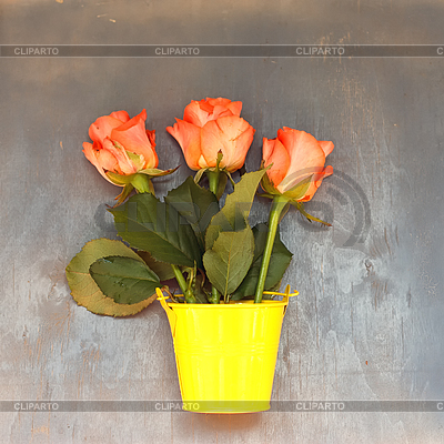 Three red roses in little yellow pail on blue woode | High resolution stock photo |ID 5832973